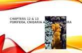 CHAPTERs 12 & 13 PORIFERA, CNIDARIA AND CTENOPHORA