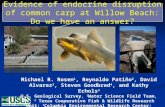 Evidence of endocrine disruption of common carp at Willow Beach: Do we have an answer?