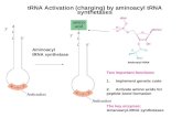 tRNA Activation (charging) by aminoacyl tRNA synthetases