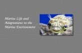 Marine Life and Adaptations to the Marine Environment