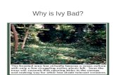 Why is Ivy Bad?