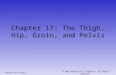 Chapter 17: The Thigh, Hip, Groin, and Pelvis