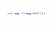 DNA  RNAPROTEIN