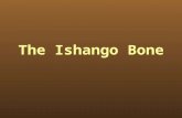 The Ishango Bone