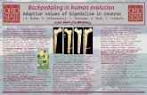 Backpedaling in human evolution Adaptive values of bipedalism in reverse