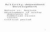 Activity-dependent Development