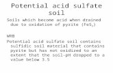 Potential acid sulfate soil