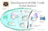 Development of CD8 +  T cells in the thymus