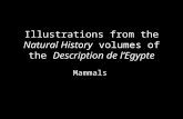Illustrations from the Natural History  volumes of the  Description de l’Egypte