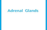 Adrenal   Glands