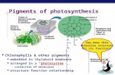 Pigments of photosynthesis