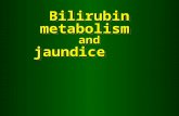 Bilirubin metabolism  and jaundice