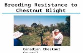 Breeding Resistance to Chestnut Blight