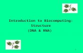 Introduction to Biocomputing: Structure (DNA & RNA)