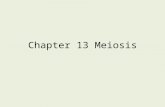 Chapter  13 Meiosis