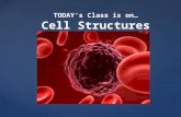 TODAY’s Class is on… Cell Structures