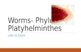 Worms- Phylum Platyhelminthes