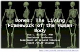 Bones: The Living Framework of the Human  Body