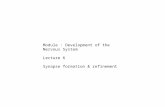 Module : Development of the Nervous System  Lecture 6 Synapse formation & refinement