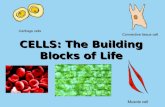 CELLS: The Building Blocks of Life