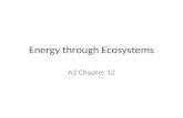 Energy through Ecosystems