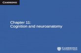 Chapter 11: Cognition and neuroanatomy