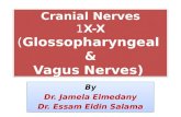 Cranial Nerves 1 X-X ( Glossopharyngeal & Vagus Nerves)