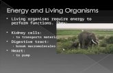 Energy and Living Organisms
