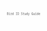 Bird ID Study Guide