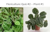 Floriculture Quiz #2 – Plant #1