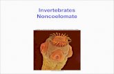 Invertebrates Noncoelomate