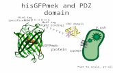 hisGFPmek  and PDZ domain