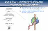 But, Genes Are Precisely Controlled: Transcriptional Regulation