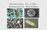 Diversity of Life- Eukaryotic Microbes