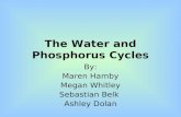 The Water and Phosphorus Cycles