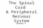 The Spinal Cord  & Peripheral Nervous System