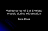 Maintenance of Bat Skeletal Muscle during Hibernation
