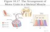 Figure 10.17  The Arrangement of Motor Units in a Skeletal Muscle