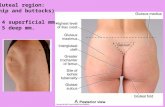 Gluteal region: (hip and buttocks)   4 superficial mm.   5 deep mm.