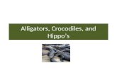 Alligators, Crocodiles, and Hippo’s