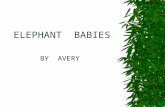 ELEPHANT  BABIES