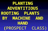 PLANTING  ADVENTITIOUS  ROOTING  PLANTS    BY  MACHINE  AND  HAND   ( PROSPECT  CLASS)
