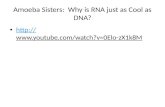 Amoeba Sisters:  Why is RNA just as Cool as DNA?