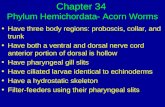 Chapter 34 Phylum Hemichordata- Acorn Worms