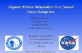 Organic Matter Metabolism in a Coastal Ocean Ecosystem
