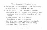 The Nervous System  rev 12-12