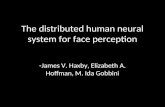 The distributed human neural system for face perception
