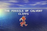 THE FOSSILS OF CALVERT CLIFFS