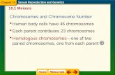 Human body cells have 46 chromosomes