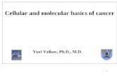 Cellular and molecular basics of cancer                           Yuri Volkov, Ph.D., M.D.
